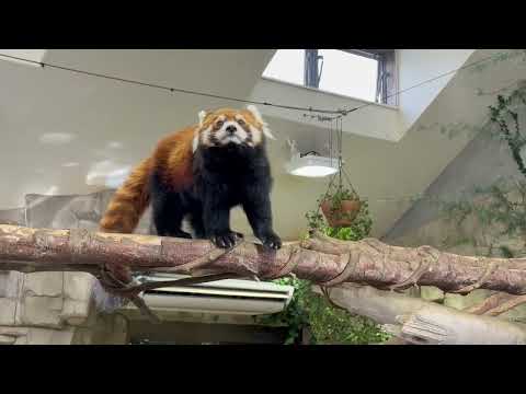 栄栄(ロンロン)さん　レッサーパンダ　那須どうぶつ王国にて　2026年1月30日 サムネイル