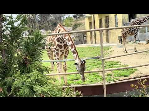 キリン🦒🦒さん　日立市かみね動物園にて　2025年4月12日  IMG 7063 サムネイル
