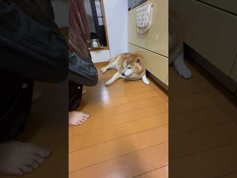 柴犬福 姉に今度はピラニアの自覚持てと言われ姉ルギーまで発症しちゃう柴犬🤣Sis and Shiba🤣姉と柴 shor… サムネイル