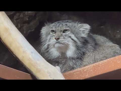 小獣館の閉館時間前のクリョンくん　マヌルネコ　オリイオオコウモリ　上野動物園にて　2026年2月6日 サムネイル