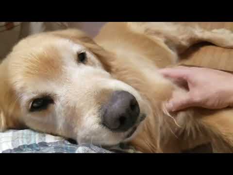 2026年1月5日 イブキの誕生日でしたがアルルは1月2日が誕生日 サムネイル