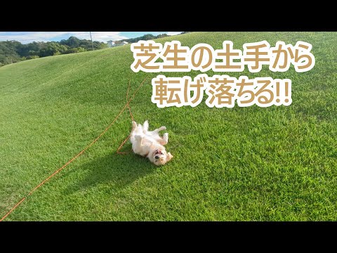 全力で遊んで芝生の土手から転げ落ちる。ゴールデンレトリバーティト サムネイル
