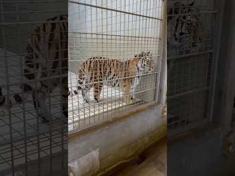shorts オニクを食べ終えたら また鳴き出したサーシャちゃん🤭　アムールトラ　浜松市動物園にて　2026年2月15日 サムネイル
