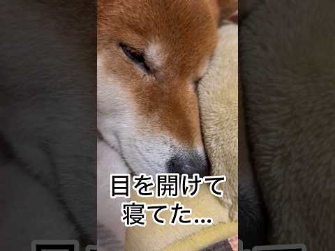 ’26.2.11 力丸は目を開けて寝る… 柴犬 shibainu 柴犬のいる暮らし 柴犬の日常 寝顔 眠る犬 力丸 サムネイル