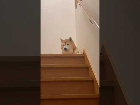 柴犬福 階段に居た時の柴犬🤣Why here🤣shorts funny funnydog dogshorts 柴犬 s… サムネイル