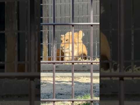 shorts ケガの治療の為隔離中のベガちゃん　ライオン　のんほいパークにて　2026年1月23日 サムネイル