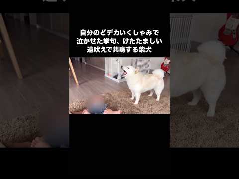 知人の赤ちゃんが寝ている中、どデカいくしゃみで起こすだけでなく鳴き声に釣られて共鳴する白柴 柴犬 白柴 shorts サムネイル