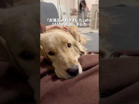 追い炊き決定です👍 ゴールデンレトリバー 犬と2人暮らし 大型犬のいる生活 サムネイル