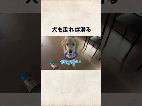 犬も走れば滑るgoldenretriever ゴールデンレトリバー サムネイル