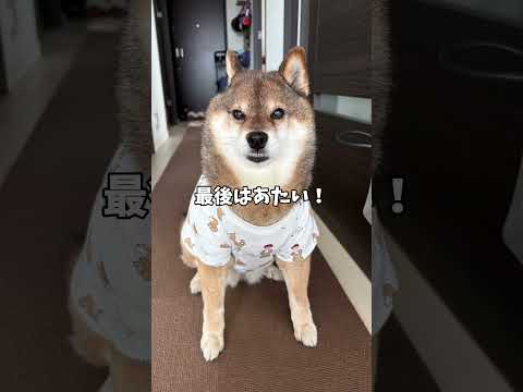 柴犬🐕🐕と子供👧3姉妹がお揃いを着てみたら サムネイル