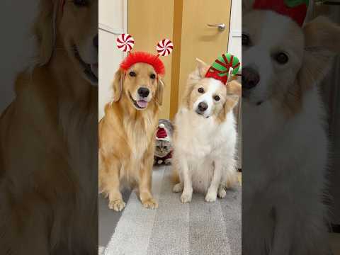 メリークリスマス🎄犬とこの家で過ごす最後のクリスマスです【ボーダーコリー・ゴールデンレトリバー】shorts サムネイル