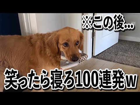 【靴、離そうか...?】ツッコミどころ満載の面白犬動画100連発【笑ったら寝ろwww】 サムネイル