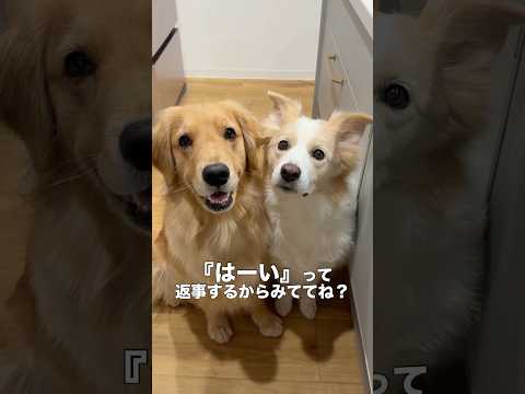 ご飯の時だけよく喋る犬（笑）【ボーダーコリー・ゴールデンレトリバー】 サムネイル