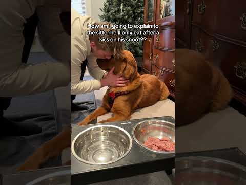 If you were the sitter would you do it? 🐶 サムネイル