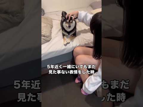 お姉ちゃんが黒柴の頭を撫でたら今まで見た事ない表情見せてくれた黒柴 黒柴 柴犬 豆柴 豆柴犬 サムネイル