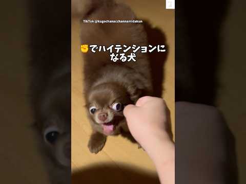 グーした瞬間、豹変する犬　チワワ　犬　リアクション shorts サムネイル