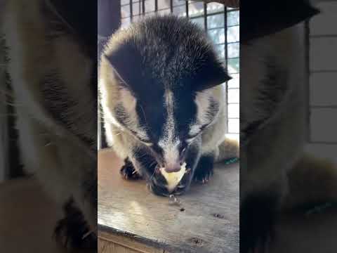 寒い日でもバナナは欠かさないハクちゃん♪shorts ハクビシン 動物 サムネイル