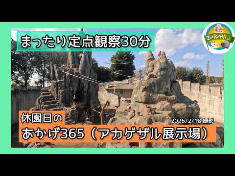 【まったり定点観察30分】休園日のあかげ365（アカゲザル展示場）　東武動物公園　公式YouTubeチャンネル サムネイル