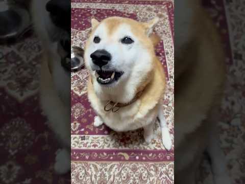 柴犬福 姉から唐揚げをもらうも共食いと言われてしまうターキーレッグ先輩🤣Sis and Shiba🤣姉と柴 short… サムネイル
