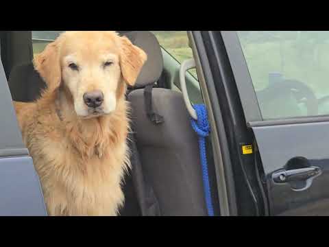 「もうさんぽはええねん」横着なゴールデンレトリバー８歳は車でお留守番？ サムネイル