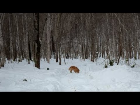 ミントの大冒険 がライブ配信中！ サムネイル