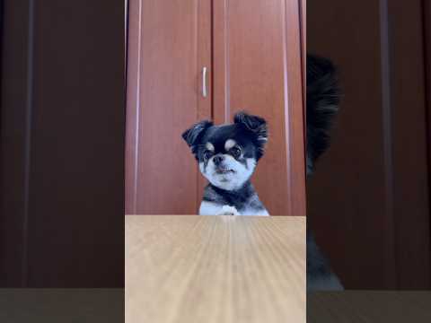 【番外編】チビとの秘密🐶柴犬 チワワ shorts サムネイル