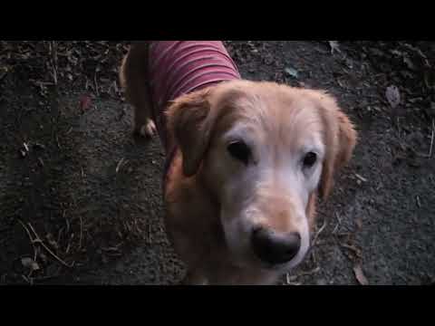 「はよ帰ってこい、猪と間違われるよ」草からなあかんねんけどね～ サムネイル