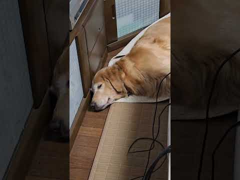 『起きろ～～！』 ゴールデンレトリバーに遊んで欲しい子猫 ゴールデンレトリバー 大型犬のいる生活 子ネコ 癒し keş… サムネイル