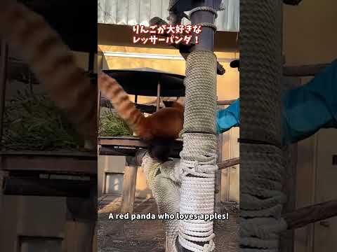 【旭山動物園】レッサーパンダのもぐもぐタイム！🍎[Asahiyama Zoo]Red panda munching t… サムネイル