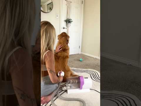 coming home to my golden retriever🥵goldenretreivers dog pup… サムネイル