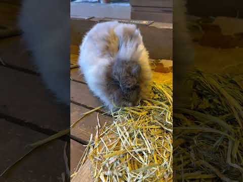 short あんまんちゃん　アンゴラウサギ　那須どうぶつ王国にて　2026年2月1日 サムネイル