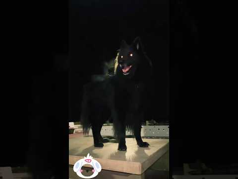 This Dog Has a Wolf-Like Gaze, Yet So Gentle animals funny… サムネイル