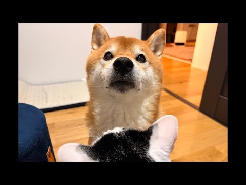 【前半】柴犬さん、寒いけどお外に行きたいしオヤツ食べたい配信 サムネイル