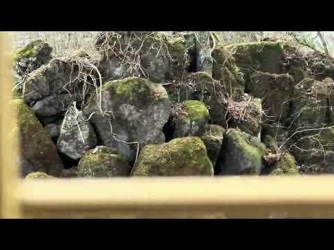 ジャングルバスに乗りました〜　その２　富士サファリパーク　2026年２月20日 サムネイル