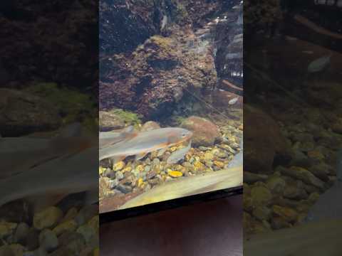 shorts カワムツ、ウグイなど　川の魚水槽 中流　山梨県立富士湧水の里水族館にて　2026年2月21日 サムネイル