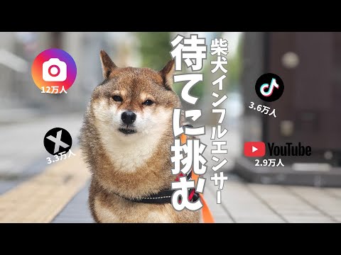 柴犬は待てができるのか？ サムネイル