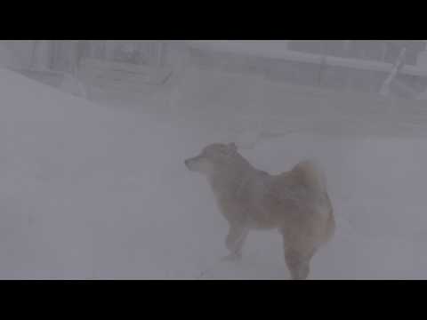 吹雪が凄くて庭で遭難しそうになりました サムネイル