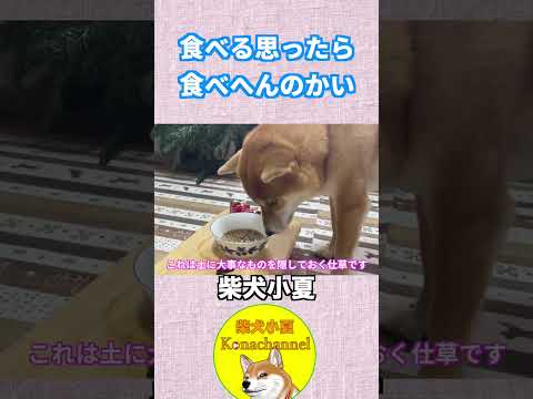食べる思ったら 食べへんのかい 神戸 柴犬 shiba サムネイル