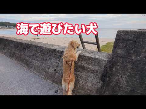 海で遊びたくて覗いてしまう大型犬。ゴールデンレトリバーティト サムネイル