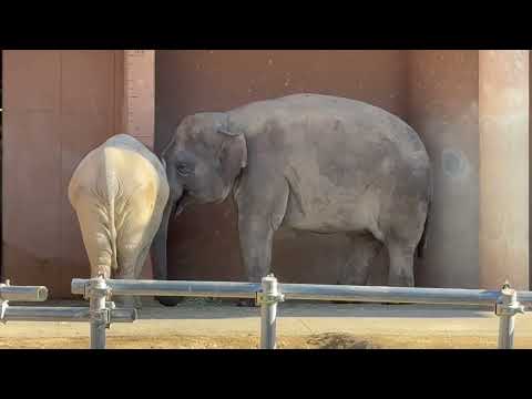 おはようアヌラさんファミリー　アジアゾウ　東山動植物園にて　2025年12月12日 サムネイル