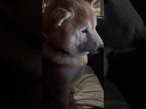 柴犬福 出発前、曲に集中する柴犬🤣Shiba-Drive🤣shorts funny funnydog 柴犬 dogsh… サムネイル