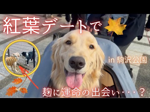 【ゴルと紅葉】1歳半ゴールデンと紅葉デート🍁in駒沢公園 サムネイル