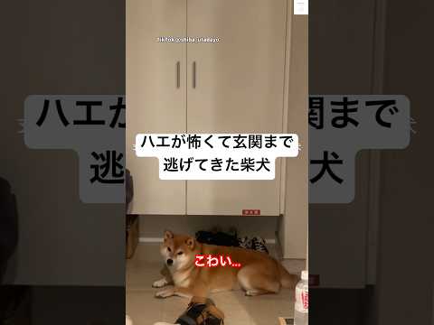 リビングにいた一匹のハエが怖くて玄関に逃げてきた柴犬😅　#柴犬　#犬　#面白い　#犬のいる暮らし #かわいい サムネイル