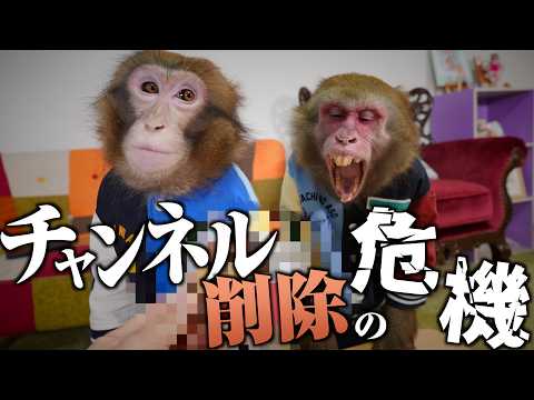 YouTubeが僕たちの動画を次々に削除しています…緊急事態です サムネイル