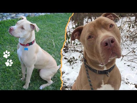 Was the American Pit Bull Terrier Ever a Terrier at All サムネイル