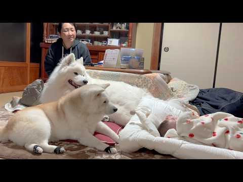 赤ちゃんを優しく泣き止まし、寝かしつける癒しの天才柴犬 サムネイル