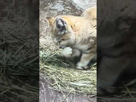 shorts スナネコのグルーミング　那須どうぶつ王国　IMG 9942 サムネイル