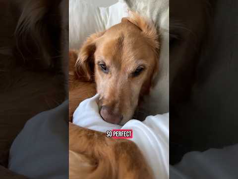 coming home to my golden retriever ♥️ goldendog dog puppy g… サムネイル
