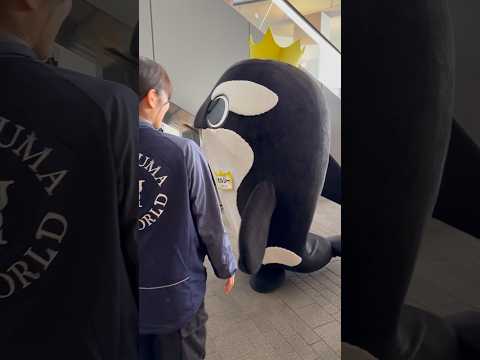 shorts オルシーくん お疲れ様〜☺️ 須磨シーワードにて　2025年12月30日 サムネイル