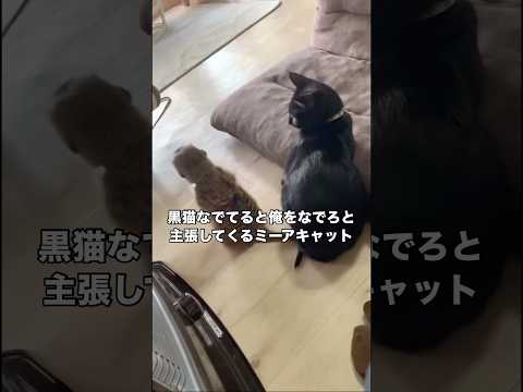 黒猫だけには絶対に負けたくないミーアキャットのなでてアピールが強すぎる 黒猫 三毛猫 ミーアキャット サムネイル